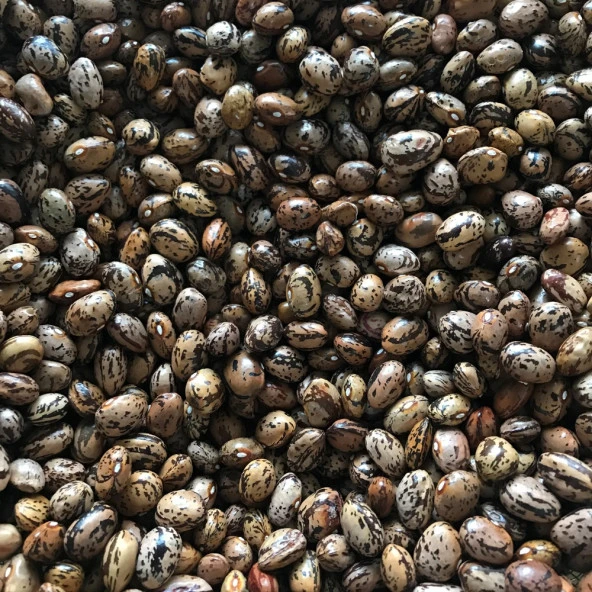 YERLİ UZUN-ENLİ ERKEN SIRIK FASULYE TOHUMU 100 GR (ALACALI) ürün görseli 1