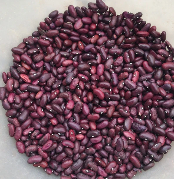 YERLİ TOKAT KIZILI SIRIK FASULYE TOHUMU 100 GR ürün görseli 1