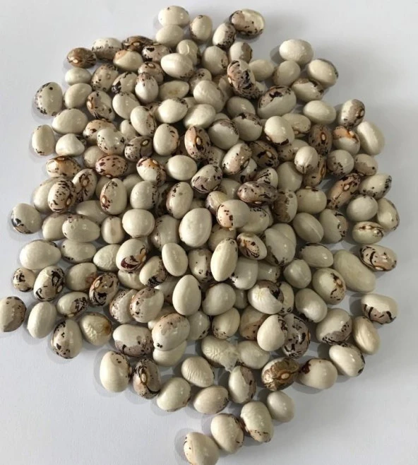 YERLİ AYŞE KADIN SIRIK FASULYE TOHUMU 100 GR (KAHVE ÇİZGİLİ BEYAZ) - 2