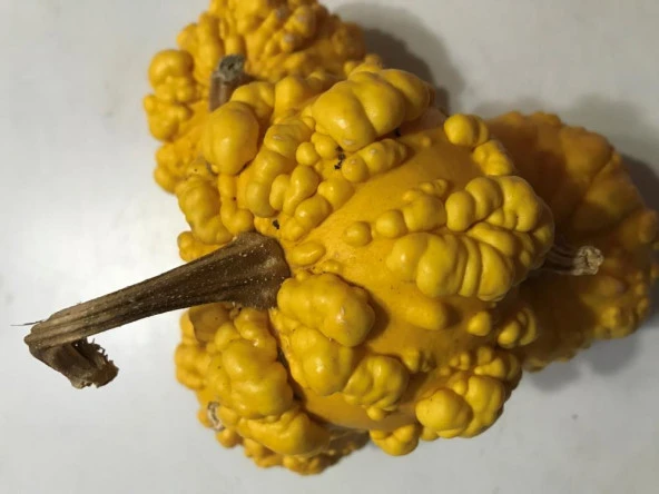 YERLİ YUVARLAK TIRTIKLI SÜS KABAĞI TOHUMU 10 ADET TOHUM ürün görseli 1