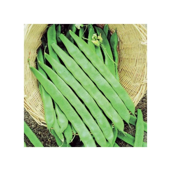 YERLİ UZUN ENLİ GEÇÇİ TURŞULUK SIRIK FASULYE TOHUMU 100 GR (ALACALI)