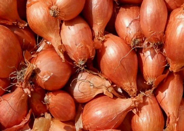 YERLİ ARPACIK SOĞAN 4 NUMARA (500 GR) ürün görseli