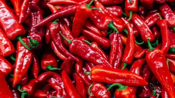 YERLİ ORTA ACI MARAŞ BİBERİ TOHUMU 25 GR ORT 3000 AD TOHUM ürün görseli 1