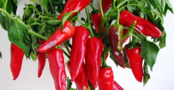 YERLİ ORTA ACI MARAŞ BİBERİ TOHUMU 25 GR ORT 3000 AD TOHUM - Resim 2