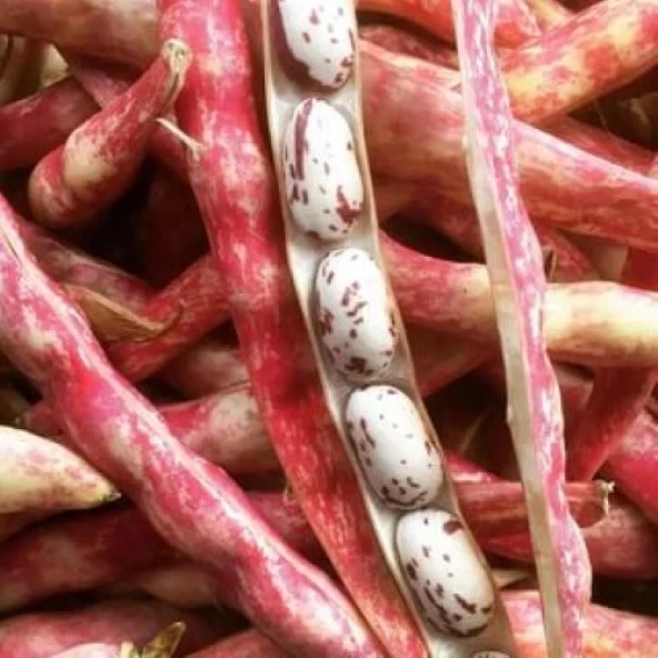 YERLİ YUVARLAK SIRIK BARBUNYA TOHUMU 100 GR ürün görseli 1