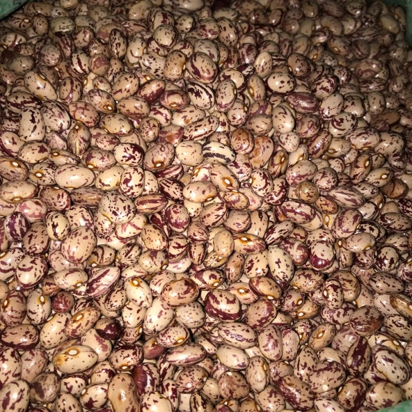 YERLİ YUVARLAK SIRIK BARBUNYA TOHUMU 100 GR - Resim 2