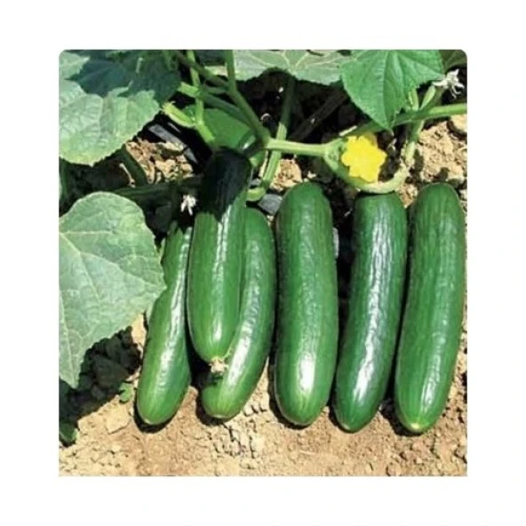 Yerli Oturak Salatalık Tohumu 5 Gr (Ort 150 Ad Tohum) ürün görseli 1