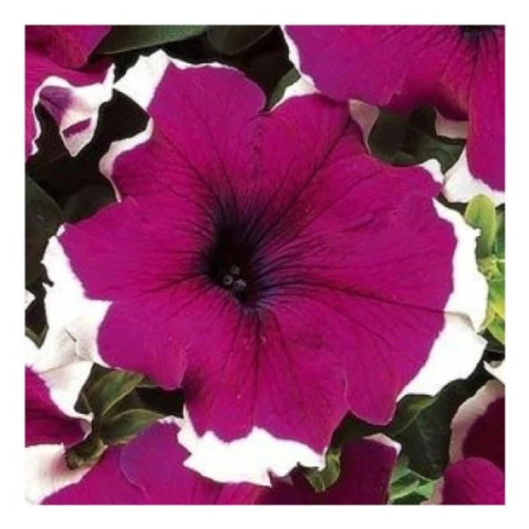 Petunya Çiçeği Petunia Grandiflora Dreams F1 10 adet tohum ürün görseli 1