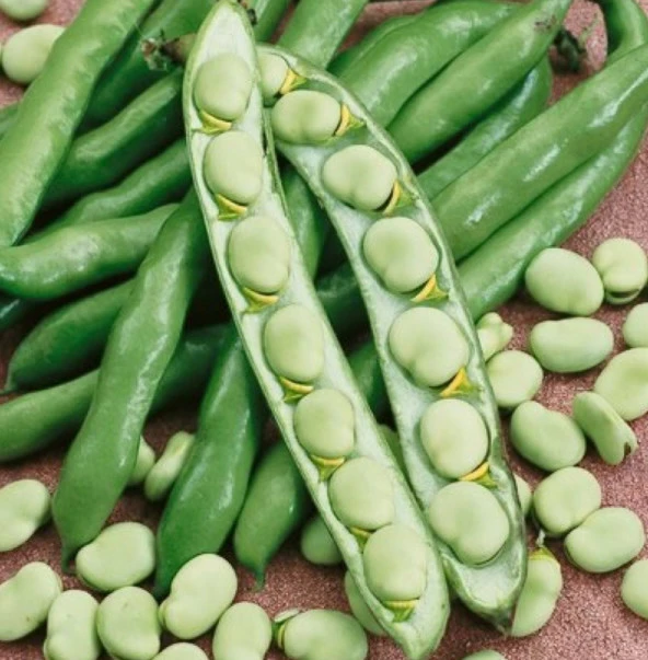 Hilal Bakla Tohumu 100 Gr Ort 60 Ad Tohum ürün görseli 1