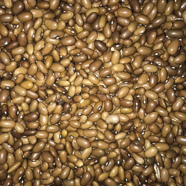 YERLİ SARIKIZ ERKEN OTURAK FASULYE TOHUMU 100 GR - 1