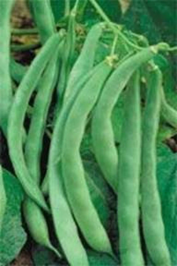 YERLİ SARIKIZ ERKEN OTURAK FASULYE TOHUMU 100 GR - 2