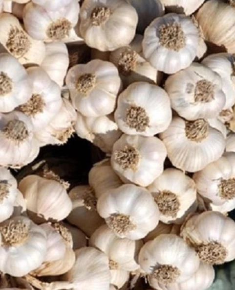 TOHUMLUK TAŞKÖPRÜ SARIMSAĞI (DİŞ HALİNDE) 100 GR ürün görseli