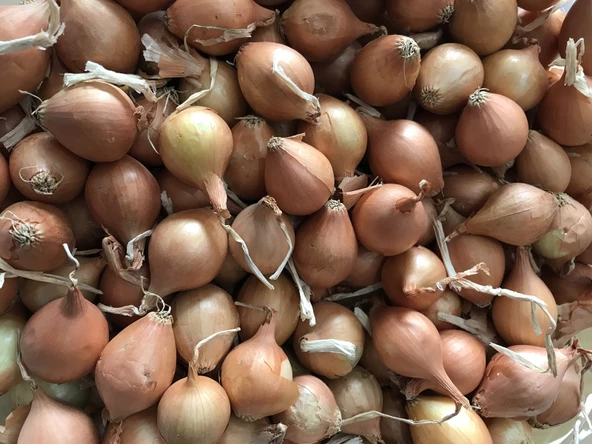 YERLİ ARPACIK SOĞAN 5 NUMARA (1 KG)
