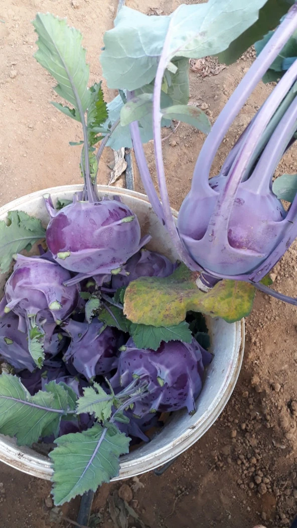 Yerli Mor Alabaş Tohumu 5 Gr Ort 1000 Ad Tohum - Resim 2