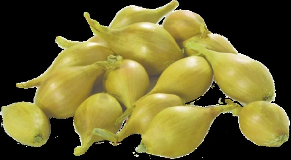 YERLİ ARPACIK SOĞAN 4 NUMARA (1 KG) - Resim 2