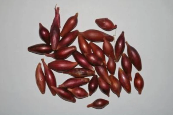 YERLİ ARPACIK SOĞAN 4 NUMARA (1 KG) - Resim 5