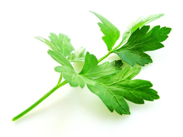 Yerli Maydanoz Tohumu 100 Gr (Ort 50000 Ad Tohum) ürün görseli 1