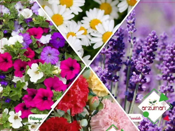 LAVANTA-KARANFİL-PAPATYA-PETUNYA 4'LÜ ÇİÇEK TOHUM SETİ ürün görseli 1