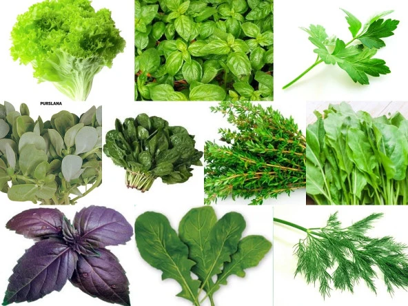 YERLİ 10 ÇEŞİT YEŞİLLİK TOHUM SETİ-1 ORT 3600 AD+GÜBRE ürün görseli 1