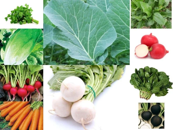 YERLİ 10 ÇEŞİT KIŞLIK TOHUM SETİ-1 ORT 1800 AD+GÜBRE ürün görseli 1