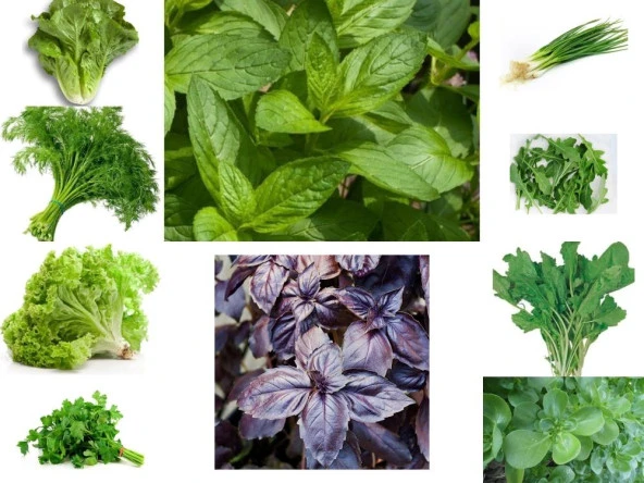 YERLİ 10 ÇEŞİT MUHTEŞEM YEŞİLLİK TOHUM SETİ ORT 3625 AD+GÜBRE ürün görseli 1