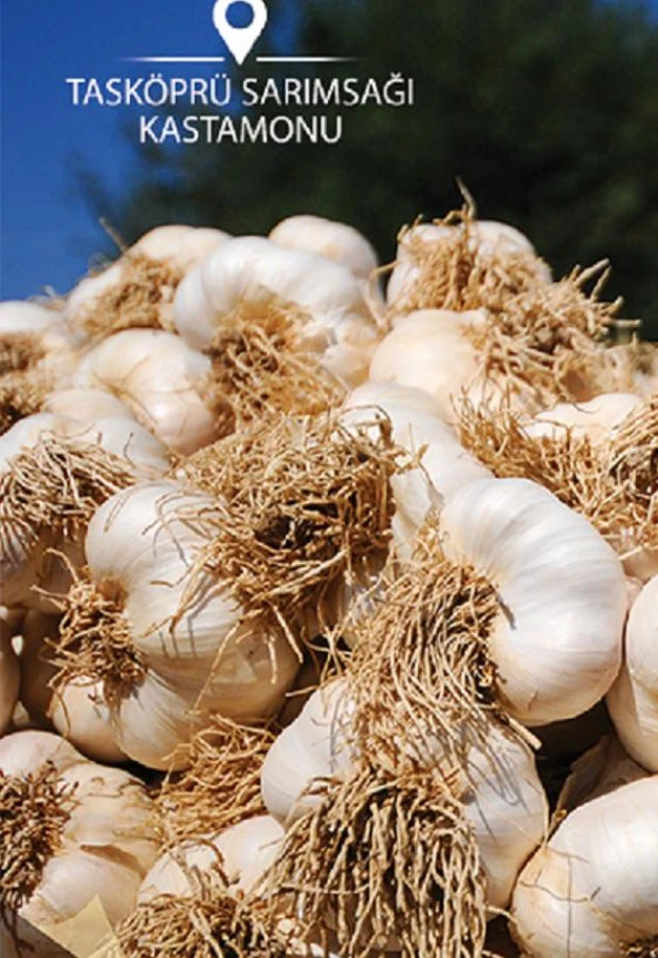 MEŞHUR KASTAMONU TAŞKÖPRÜ SARIMSAĞI 500 GR ürün görseli 1