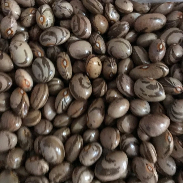 YERLİ FERASETSİZ YÜKSEK VERİMLİ SIRIK FASULYE TOHUMU 500 GR - Resim 2