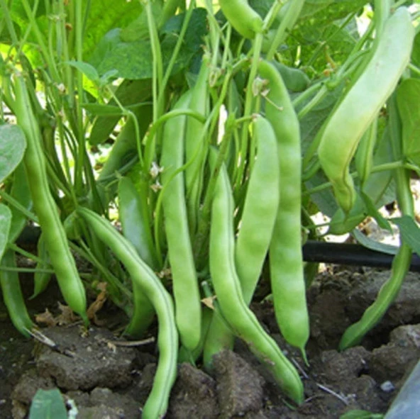 YERLİ OTURAK ŞEKER FASULYE TOHUMU 500 GR - Resim 2