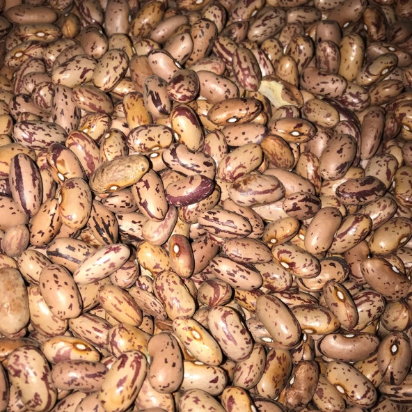 YERLİ OTURAK BARBUNYA TOHUMU 500 GR ürün görseli