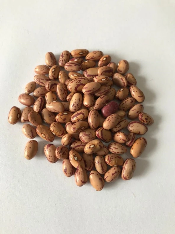 YERLİ OTURAK BARBUNYA TOHUMU 500 GR - Resim 2