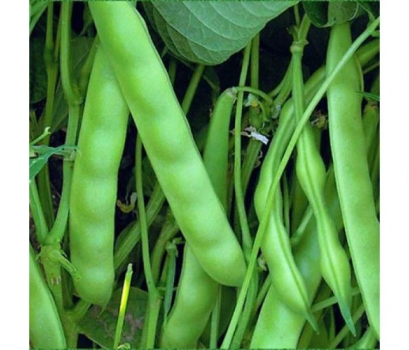 YERLİ SIRIK FASULYE TOHUMU ( SİYAH) 500 GR - Resim 2