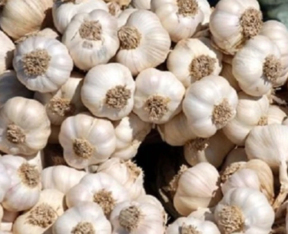 MEŞHUR KASTAMONU TAŞKÖPRÜ SARIMSAĞI 1 KG ürün görseli 1