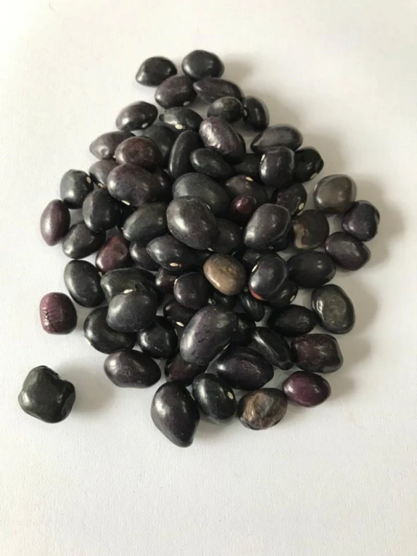 YERLİ UZUN ENLİ TURŞULUK SIRIK FASULYE TOHUMU 500 GR (MOR) - Resim 2