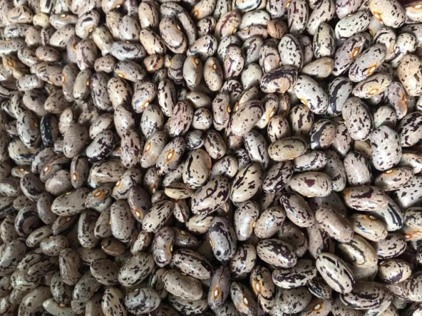 YERLİ UZUN ENLİ GEÇÇİ TURŞULUK SIRIK FASULYE TOHUMU 500 GR (ALACALI) - Resim 2