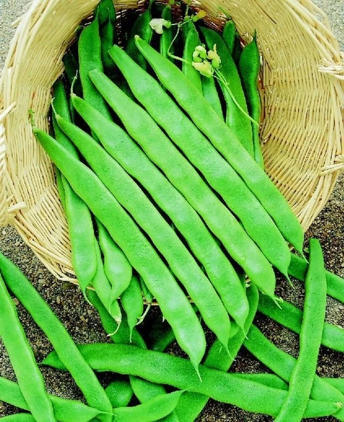 YERLİ PEROLAR UZUN-ENLİ ERKENCİ SIRIK FASULYE TOHUMU 500 GR - Resim 2