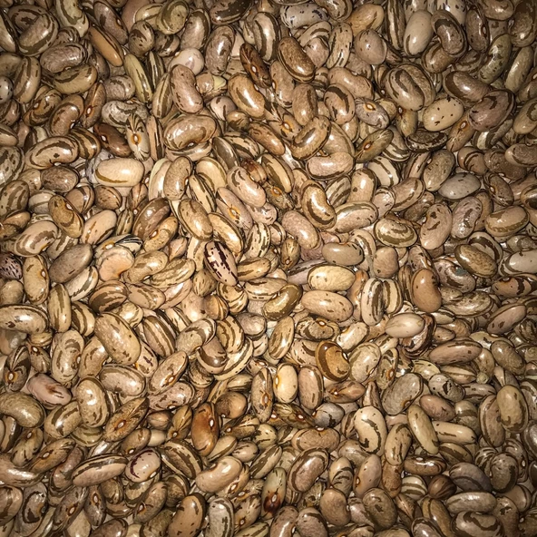 YERLİ PEROLAR UZUN-ENLİ ERKENCİ SIRIK FASULYE TOHUMU 500 GR ürün görseli 1