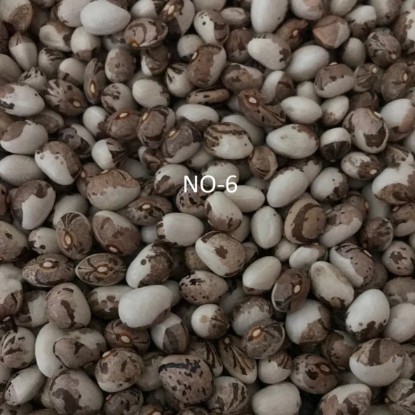 YERLİ AYŞE KADIN SIRIK FASULYE TOHUMU 500 GR (KAHVE ÇİZGİLİ BEYAZ)