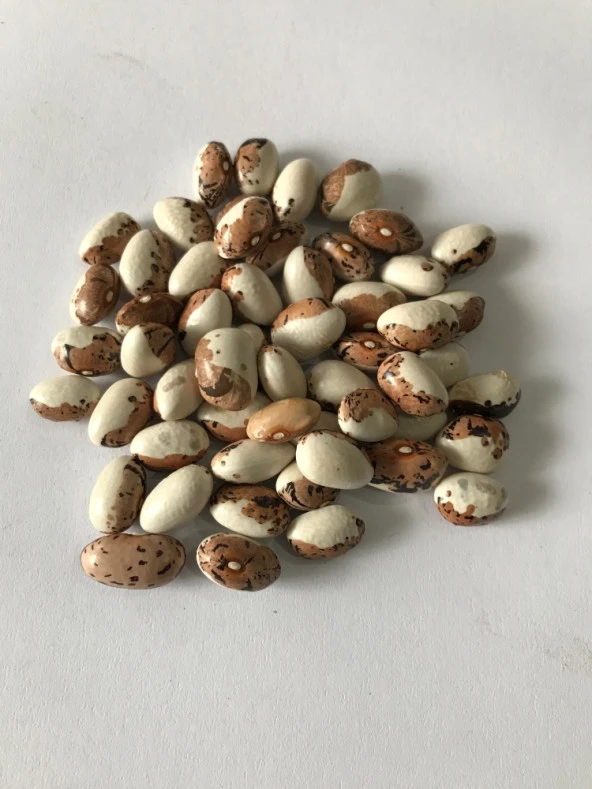 YERLİ AYŞE KADIN SIRIK FASULYE TOHUMU 500 GR (KAHVE ÇİZGİLİ BEYAZ) - 2