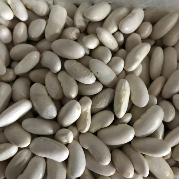 YERLİ BEYAZ OTURAK FASULYE ( HOROZ FASULYESİ ) 500 GR ürün görseli 1