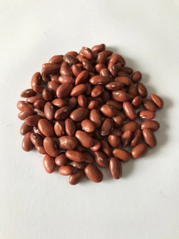 YERLİ SARIKIZ ERKEN OTURAK FASULYE TOHUMU 500 GR - Resim 2