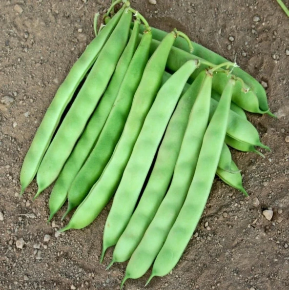 YERLİ SARIKIZ ERKEN OTURAK FASULYE TOHUMU 500 GR - Resim 3