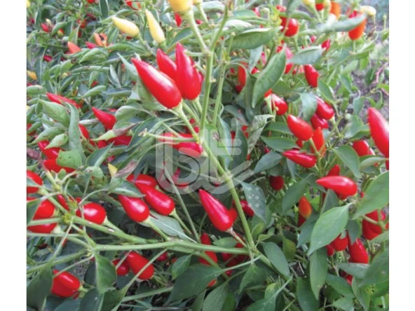 BİBER TOHUMU BURBİYE (SÜS BİBERİ OVAL ACI) 25 GR ORT 3000 ADET - Resim 2