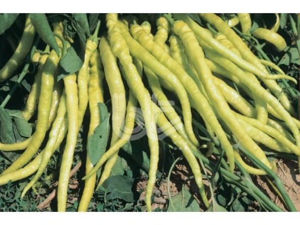 BİBER TOHUMU YALOVA ÇORBACI 12 (SARI SİVRİ) 25 GR ORT 3000 AD - 2