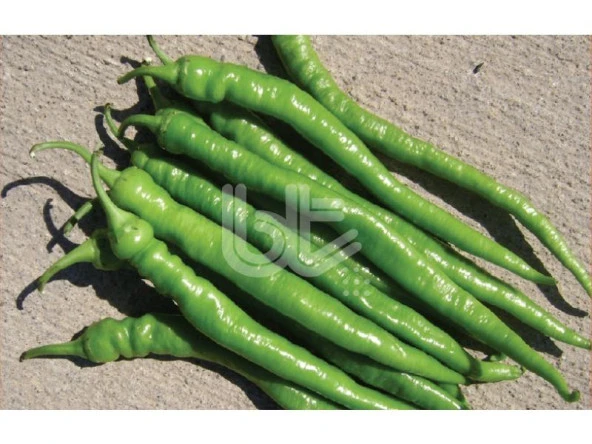 BİBER TOHUMU DEMRE SİVRİSİ (25 GR 3000 ADET TOHUM) - Resim 2