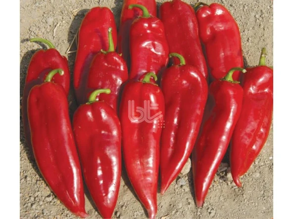 BİBER TOHUMU BURSA YAĞLIK (25 GR ORT 3000 ADET TOHUM) - Resim 2