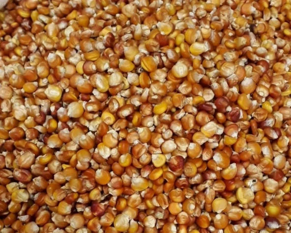 Yerli Kokulu Köy Mısır Tohumu 50 Gr