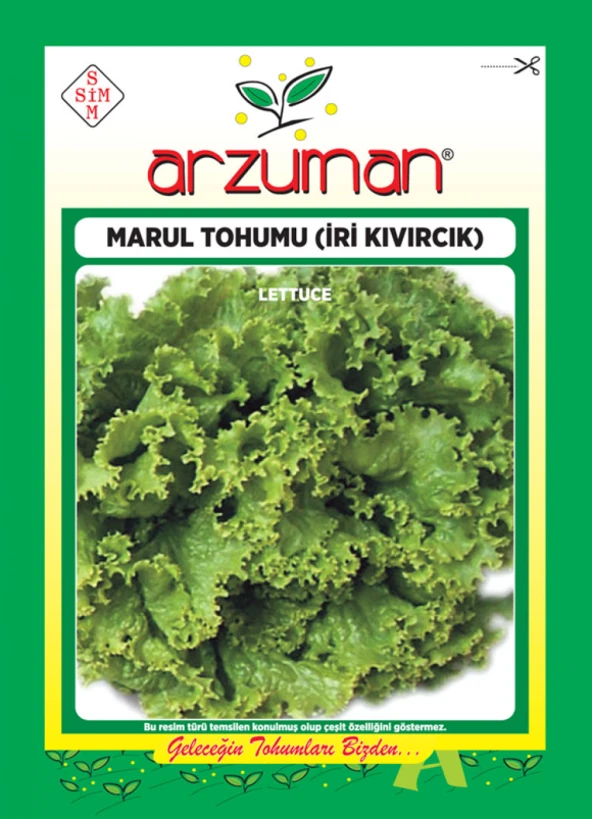 İRİ KIVIRCIK MARUL TOHUMU 10 GR ORT 7500 AD TOHUM - 1
