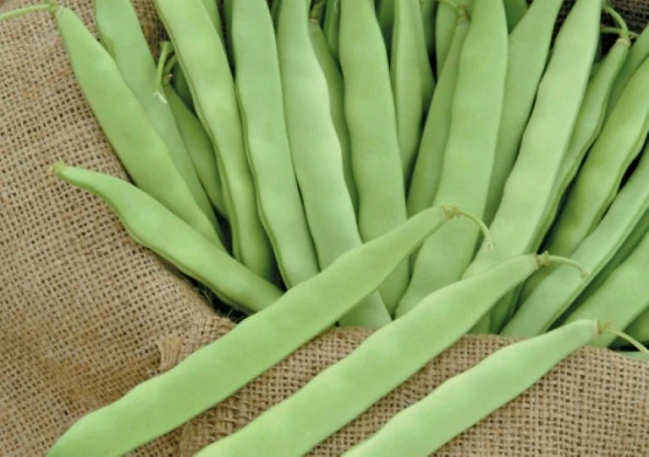 GİNA OTURAK FASULYE TOHUMU 500 GR - Resim 2