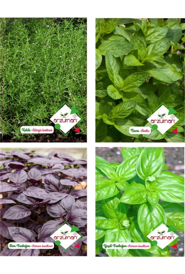 KEKİK - NANE - MOR FESLEĞEN - YEŞİL FESLEĞEN 4'LÜ TOHUM SETİ ürün görseli 1