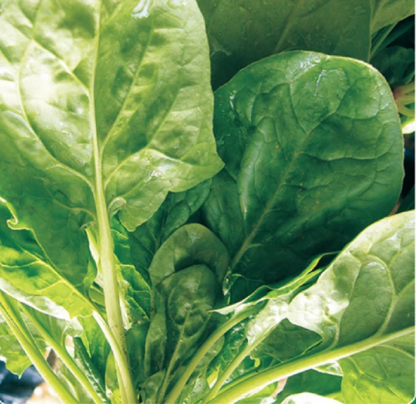 ithal ıspanak tohumu 1000 gr ort 80000 ad tohum ürün görseli 1